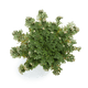{"type":"root","children":[{"type":"paragraph","children":[{"type":"text","value":"Rose de Jericho","bold":true}]},{"type":"paragraph","children":[{"type":"text","value":"Grâce aux bienfaits de la rose de Jéricho, votre peau sera plus épanouie que jamais. Le système complexe de sucres de la rose de Jéricho aide à revitaliser les peaux les plus sèches en retenant l'humidité et en augmentant le métabolisme cellulaire.\n"}]}]}