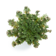 {"type":"root","children":[{"type":"paragraph","children":[{"type":"text","value":"Rose de Jéricho","bold":true}]},{"type":"paragraph","children":[{"type":"text","value":"Grâce aux bienfaits de la rose de Jéricho, votre peau sera plus épanouie que jamais. Le système complexe de sucres de la rose de Jéricho aide à revitaliser les peaux les plus sèches en retenant l'humidité et en augmentant le métabolisme cellulaire. "}]}]}